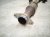 2023 Nissan Pathfinder Catalytic Front Exhaust Pipe W/conv 3.5l Fwd 200A0 6SA0A Replacement 2023 Nissan Pathfinder Catalytic Front Exhaust Pipe W/conv 3.5l Fwd 200A0 6SA0A Replacement thumbnail