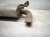 2019 Hyundai Tucson Rear Exhaust Muffler W/pipe 2.0l Fwd 28710 D3041 Replacement 2019 Hyundai Tucson Rear Exhaust Muffler W/pipe 2.0l Fwd 28710 D3041 Replacement thumbnail