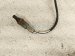2017 Jeep Wrangler Driver Front Oxygen Sensor 3.6l 5149171AB Replacement 2017 Jeep Wrangler Driver Front Oxygen Sensor 3.6l 5149171AB Replacement thumbnail