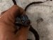 2022 Volkswagen Taos Main Engine Wire Harness 1.5t Fwd 05E972610N Replacement 2022 Volkswagen Taos Main Engine Wire Harness 1.5t Fwd 05E972610N Replacement thumbnail