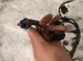 2022 Volkswagen Taos Main Engine Wire Harness 1.5t Fwd 05E972610N Replacement 2022 Volkswagen Taos Main Engine Wire Harness 1.5t Fwd 05E972610N Replacement thumbnail