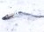 2023 Kia Telluride Front Upper Oxygen Sensor 3.8l 392103LNC0 Replacement 2023 Kia Telluride Front Upper Oxygen Sensor 3.8l 392103LNC0 Replacement thumbnail