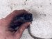 2022 Kia Telluride Passenger Upper Oxygen Sensor 39210 3L100 Replacement 2022 Kia Telluride Passenger Upper Oxygen Sensor 39210 3L100 Replacement thumbnail