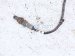 2022 Kia Telluride Right Rear Lower Oxygen Sensor 39210 3LNA0 Replacement 2022 Kia Telluride Right Rear Lower Oxygen Sensor 39210 3LNA0 Replacement thumbnail