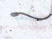 2022 Kia Telluride Right Rear Lower Oxygen Sensor 39210 3LNA0 Replacement 2022 Kia Telluride Right Rear Lower Oxygen Sensor 39210 3LNA0 Replacement thumbnail