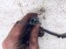 2022 Kia Telluride Right Rear Lower Oxygen Sensor 39210 3LNA0 Replacement 2022 Kia Telluride Right Rear Lower Oxygen Sensor 39210 3LNA0 Replacement thumbnail