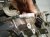 2020 Toyota Camry Automatic Transmission = 80k Mi 30500 06071 Replacement 2020 Toyota Camry Automatic Transmission = 80k Mi 30500 06071 Replacement thumbnail