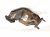 2004 Volvo S40 Catalytic Converter W/pipe 1.9t Fwd 8602980 Replacement 2004 Volvo S40 Catalytic Converter W/pipe 1.9t Fwd 8602980 Replacement thumbnail
