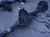 2018 Ford F150 Rear Differential W/ Axles Mi FL3Z 4010 E Replacement 2018 Ford F150 Rear Differential W/ Axles Mi FL3Z 4010 E Replacement thumbnail