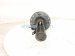 2019 Honda FIT Front Passenger Strut Absorber + Spring 51611 T5R A51 Replacement 2019 Honda FIT Front Passenger Strut Absorber + Spring 51611 T5R A51 Replacement thumbnail