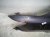 2019 Honda FIT Front Driver Fender Grey *bent 60261 T5R A91ZZ Replacement 2019 Honda FIT Front Driver Fender Grey *bent 60261 T5R A91ZZ Replacement thumbnail