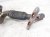 2023 Volkswagen Golf Gti Catalytic Converter W/dpf 2.0 Fwd 5WA 254 501 JX Replacement 2023 Volkswagen Golf Gti Catalytic Converter W/dpf 2.0 Fwd 5WA 254 501 JX Replacement thumbnail
