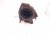 2012 Audi A6 Audi Driver Exhaust Manifold 06E 253 031 AB Replacement 2012 Audi A6 Audi Driver Exhaust Manifold 06E 253 031 AB Replacement thumbnail