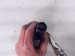 2004 Volvo S40 Rear Oxygen Sensor 30617335 Replacement 2004 Volvo S40 Rear Oxygen Sensor 30617335 Replacement thumbnail