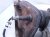 2025 Nissan Kicks Front Oxygen Sensor 2.0l 216500 7040 Replacement 2025 Nissan Kicks Front Oxygen Sensor 2.0l 216500 7040 Replacement thumbnail