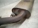 2018 Infiniti Qx80 Rear Exhaust Muffler W/pipe 5.6l 4x2 20100 5ZM0E Replacement 2018 Infiniti Qx80 Rear Exhaust Muffler W/pipe 5.6l 4x2 20100 5ZM0E Replacement thumbnail