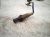 2001 Lexus Ls430 Rear Exhaust Oxygen Sensor 89465 50140 Replacement 2001 Lexus Ls430 Rear Exhaust Oxygen Sensor 89465 50140 Replacement thumbnail