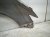 2023 Nissan Murano Front Driver Fender Grey 63101 5AA0A Replacement 2023 Nissan Murano Front Driver Fender Grey 63101 5AA0A Replacement thumbnail