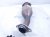 2018 Toyota Sienna Catalytic Center Exhaust Pipe W/conv 3.5l Fwd 17420 0P471 Replacement 2018 Toyota Sienna Catalytic Center Exhaust Pipe W/conv 3.5l Fwd 17420 0P471 Replacement thumbnail