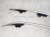 2024 Mercedes Eqb300 Luggage Rack Driver & Passenger Roof Rails Only Gray 247 890 60 00 Replacement 2024 Mercedes Eqb300 Luggage Rack Driver & Passenger Roof Rails Only Gray 247 890 60 00 Replacement thumbnail