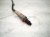 2021 Ford Ranger Front Upper Oxygen Sensor 2.3l KB3G 9Y460 AB Replacement 2021 Ford Ranger Front Upper Oxygen Sensor 2.3l KB3G 9Y460 AB Replacement thumbnail