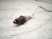 2024 Ford F250 Super Duty Lower Oxygen Sensor 6.8l ML3A 9G444 EB Replacement 2024 Ford F250 Super Duty Lower Oxygen Sensor 6.8l ML3A 9G444 EB Replacement thumbnail
