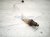 2024 Ford F250 Super Duty Lower Oxygen Sensor 6.8l ML3A 9G444 EB Replacement 2024 Ford F250 Super Duty Lower Oxygen Sensor 6.8l ML3A 9G444 EB Replacement thumbnail