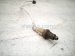 2024 Ford F250 Super Duty Lower Oxygen Sensor 6.8l ML3A 9G444 EB Replacement 2024 Ford F250 Super Duty Lower Oxygen Sensor 6.8l ML3A 9G444 EB Replacement thumbnail