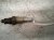 2024 Ford F250 Super Duty Lower Oxygen Sensor 6.8l ML3A 9G444 EB Replacement 2024 Ford F250 Super Duty Lower Oxygen Sensor 6.8l ML3A 9G444 EB Replacement thumbnail