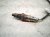 2025 Ford Explorer Oxygen Sensor 2.3l R1MZ 9G444 A Replacement 2025 Ford Explorer Oxygen Sensor 2.3l R1MZ 9G444 A Replacement thumbnail