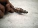2025 Ford Explorer Oxygen Sensor 2.3l R1MZ 9G444 A Replacement 2025 Ford Explorer Oxygen Sensor 2.3l R1MZ 9G444 A Replacement thumbnail
