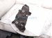 2019 Honda Civic Headlight Passenger Headlamp / Light Led 33100 TBA A11 Replacement 2019 Honda Civic Headlight Passenger Headlamp / Light Led 33100 TBA A11 Replacement thumbnail