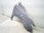 2023 Nissan Murano Front Passenger Fender Grey 63100 5AA0A Replacement 2023 Nissan Murano Front Passenger Fender Grey 63100 5AA0A Replacement thumbnail