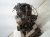 2019 Honda Accord Long Block Engine / Motor = 83k Mi 10002 6B2 A03 Replacement 2019 Honda Accord Long Block Engine / Motor = 83k Mi 10002 6B2 A03 Replacement thumbnail