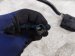 2022 Honda Odyssey Engine Room Harness W/fuse 3.5l Fwd 32120 THR A224 03 Replacement 2022 Honda Odyssey Engine Room Harness W/fuse 3.5l Fwd 32120 THR A224 03 Replacement thumbnail