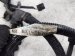 2022 Honda Odyssey Main Engine Wire Harness 3.5l At F 32110 5MR A205 Replacement 2022 Honda Odyssey Main Engine Wire Harness 3.5l At F 32110 5MR A205 Replacement thumbnail