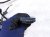 2018 Honda Odyssey Dash Instrument Wire Harness Tour 77961 THR 1B0 Replacement 2018 Honda Odyssey Dash Instrument Wire Harness Tour 77961 THR 1B0 Replacement thumbnail