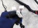 2018 Honda Odyssey Dash Instrument Wire Harness Tour 77961 THR 1B0 Replacement 2018 Honda Odyssey Dash Instrument Wire Harness Tour 77961 THR 1B0 Replacement thumbnail
