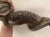 2025 Hyundai Sonata Exhaust Front Flex Pipe 2.5l Awd 28610 L1000 Replacement 2025 Hyundai Sonata Exhaust Front Flex Pipe 2.5l Awd 28610 L1000 Replacement thumbnail