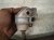 2023 Jeep Cherokee Front Exhaust Flex Pipe 2.4l Awd 68225541AC Replacement 2023 Jeep Cherokee Front Exhaust Flex Pipe 2.4l Awd 68225541AC Replacement thumbnail