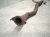 2023 Jeep Cherokee Front Exhaust Flex Pipe 2.4l Awd 68225541AC Replacement 2023 Jeep Cherokee Front Exhaust Flex Pipe 2.4l Awd 68225541AC Replacement thumbnail