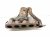 2023 Toyota Sienna Catalytic Exhaust Manifold W/conv 2.5l Hyb 17141 F0150 Replacement 2023 Toyota Sienna Catalytic Exhaust Manifold W/conv 2.5l Hyb 17141 F0150 Replacement thumbnail