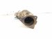 2022 Subaru WRX Catalytic Converter 2.4t Awd 44612AA981 Replacement 2022 Subaru WRX Catalytic Converter 2.4t Awd 44612AA981 Replacement thumbnail