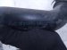 2019 Honda Civic Intercooler Pipe & Hose Assy 1.5t 17291 5AA A01 Replacement 2019 Honda Civic Intercooler Pipe & Hose Assy 1.5t 17291 5AA A01 Replacement thumbnail