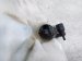 2019 Honda Civic Windshield Washer Reservoir W/pump 76841 TGG E01 Replacement 2019 Honda Civic Windshield Washer Reservoir W/pump 76841 TGG E01 Replacement thumbnail