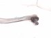 2015 Audi Q5 Audi Rear Driver Upper Control Arm 4M0 407 509 B Replacement 2015 Audi Q5 Audi Rear Driver Upper Control Arm 4M0 407 509 B Replacement thumbnail