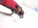 2018 Honda Odyssey Egr Pipe 3.5l Fwd 18717 5J2 A00 Replacement 2018 Honda Odyssey Egr Pipe 3.5l Fwd 18717 5J2 A00 Replacement thumbnail