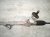 2022 Hyundai Elantra And / Gear Box Power Steering Rack & Pinion 56500 F2100 Replacement 2022 Hyundai Elantra And / Gear Box Power Steering Rack & Pinion 56500 F2100 Replacement thumbnail