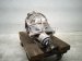 2019 BMW 330i Rear Differential 33108686989 Replacement 2019 BMW 330i Rear Differential 33108686989 Replacement thumbnail