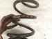 2023 Honda Accord Strut / / Shock Absorber Rear Passenger Coil Spring 1.5t Fwd 52441 30A A71 Replacement 2023 Honda Accord Strut / / Shock Absorber Rear Passenger Coil Spring 1.5t Fwd 52441 30A A71 Replacement thumbnail